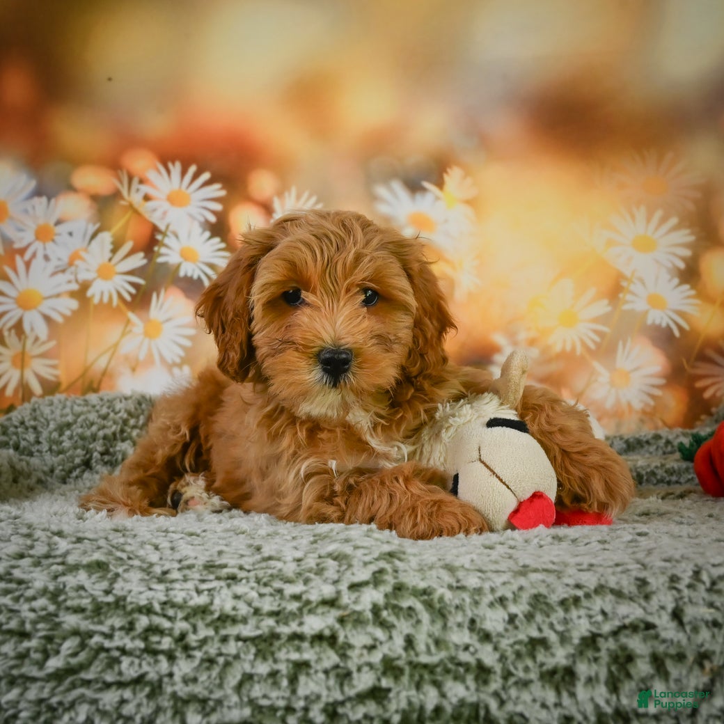 Cavapoo dogs Coco - Ad 1
