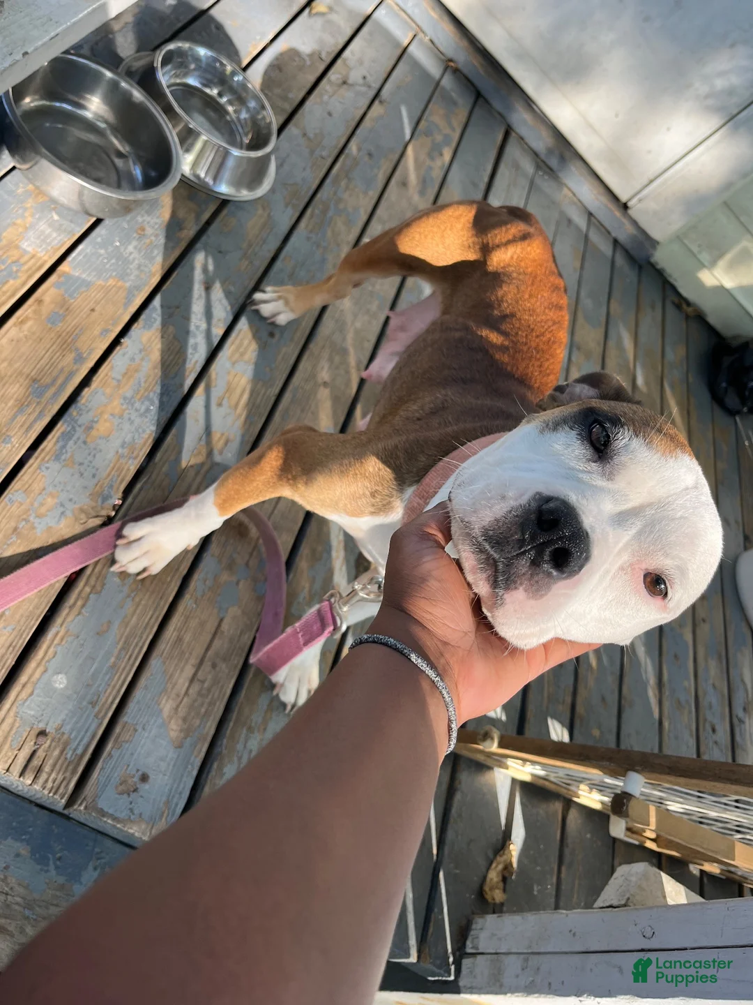 American Bully dogs for sale: American Bully 2 - Ad 3