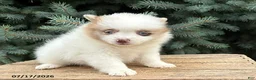 Pomeranian dogs for sale: Pixie - Ad 3
