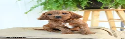Cavapoo dogs for sale: Franklin - Ad 5