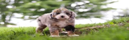 Mini Bernedoodle dogs for sale: Mimosa - Ad 4