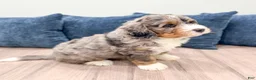 Bernedoodle dogs for sale: King - Ad 4