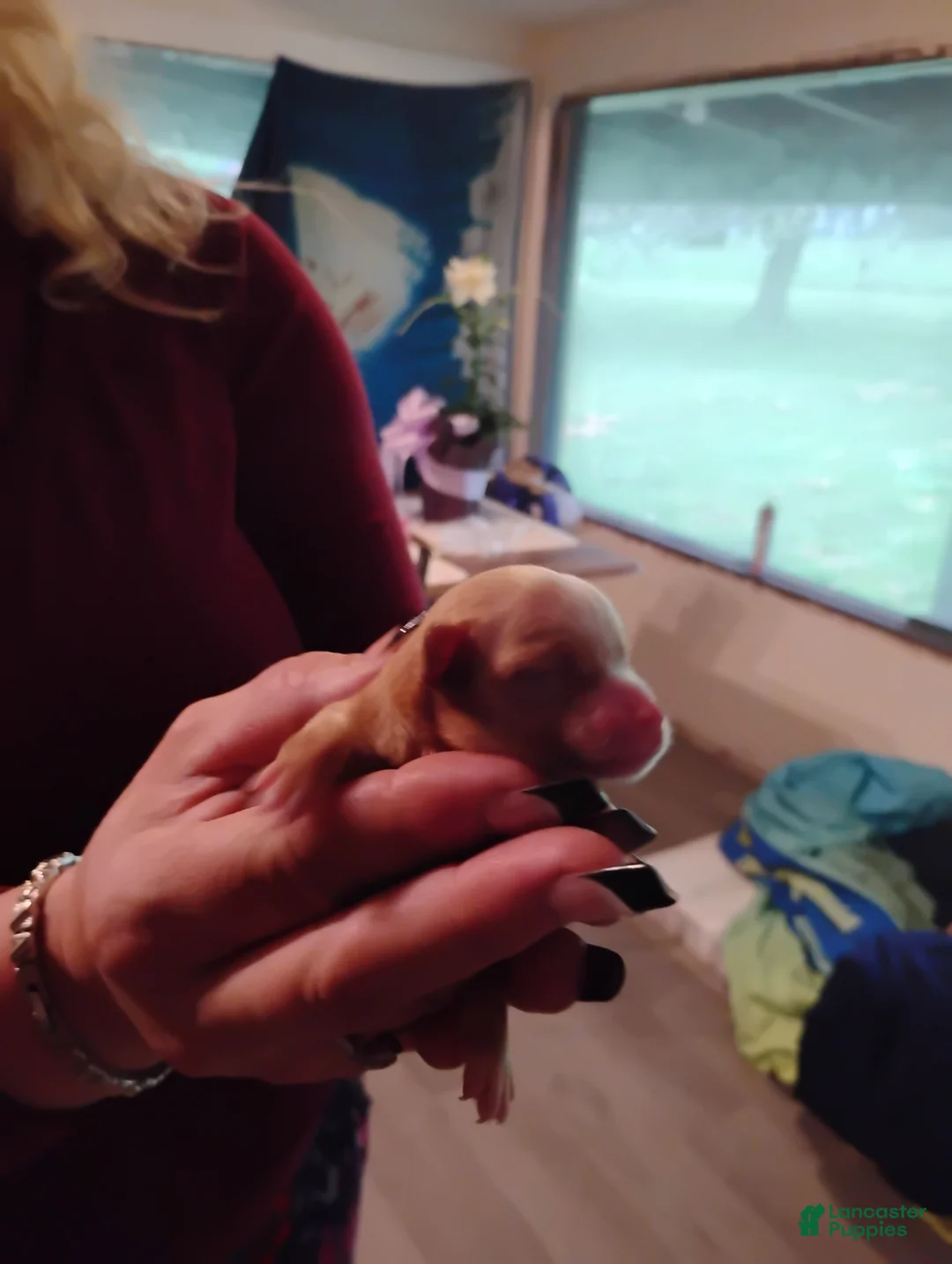 Chihuahua dogs for sale: Chihuahua Puppy 2 - Ad 2