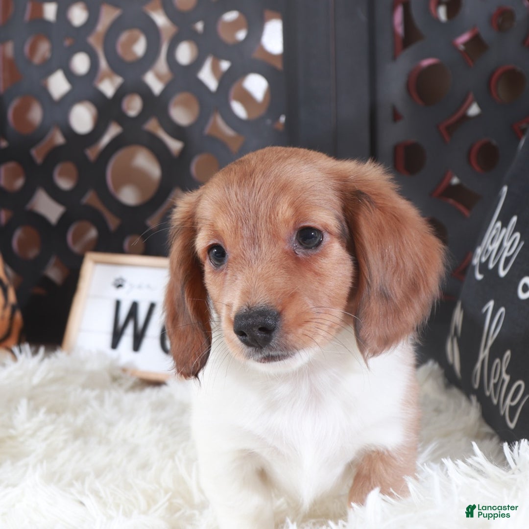 Miniature Dachshund dogs for sale: Miniature Dachshund Blaze - Ad 1