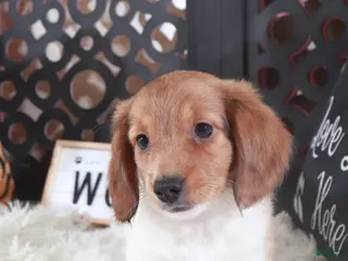 Miniature Dachshund dogs Miniature Dachshund Blaze - Ad 1