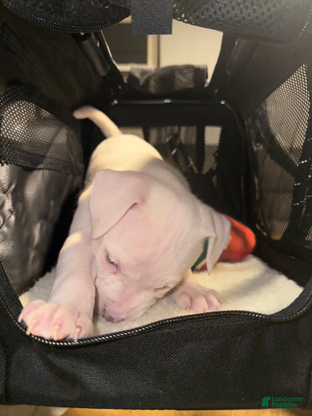 American Bully dogs for sale: Blanca - Ad 4