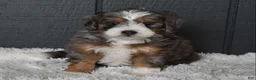Mini Bernedoodle dogs for sale: Jodie F1b - Ad 9
