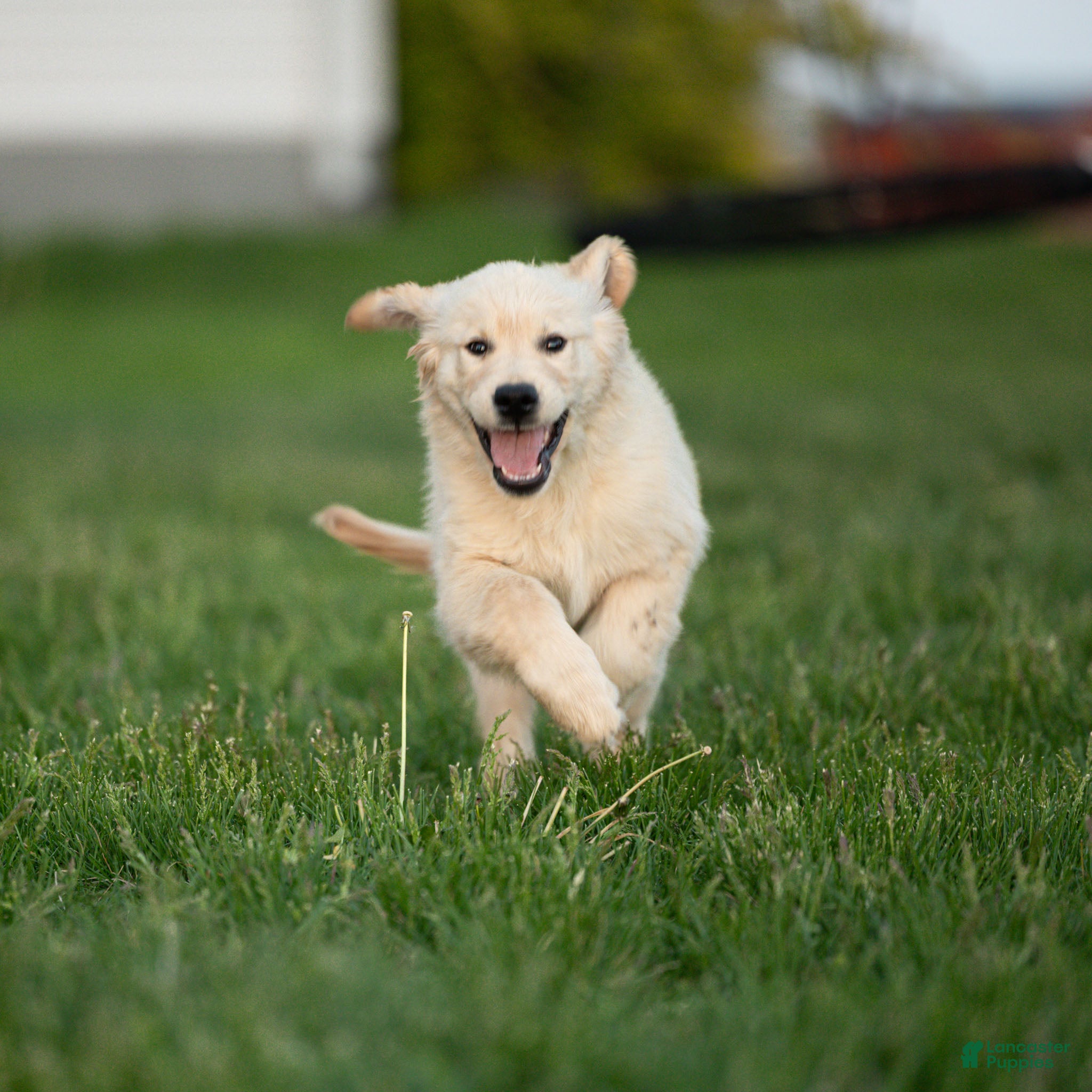 Golden Retriever dogs Nolan the TRAINED Golden Retriever Puppy  - Ad 2