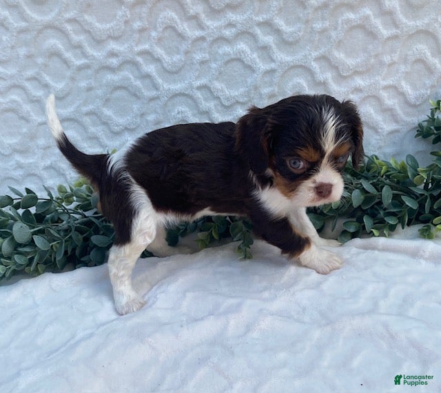 Cavalier King Charles Spaniel dogs Gemma- small - Ad 2