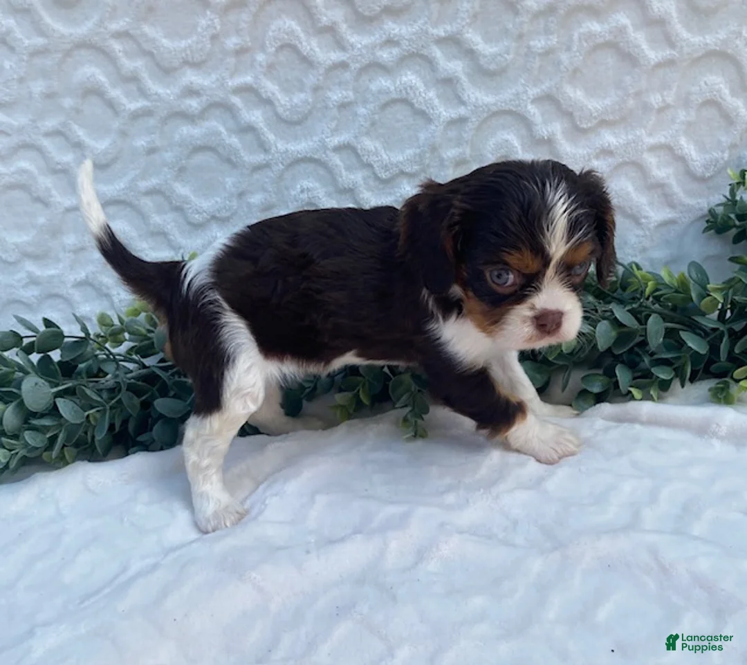 Cavalier King Charles Spaniel dogs for sale: Gemma- small - Ad 2