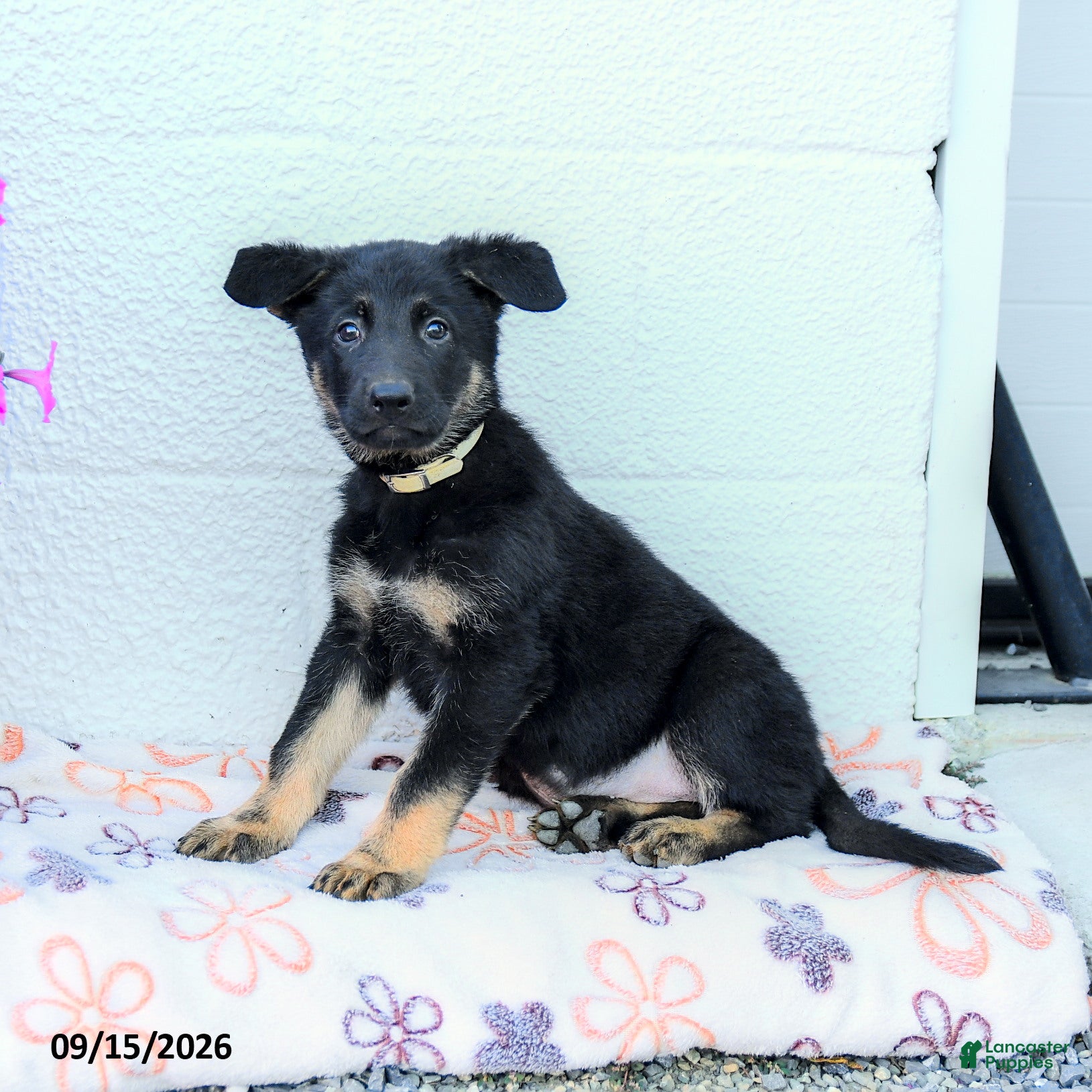 German Shepherd dogs August - Ad 1