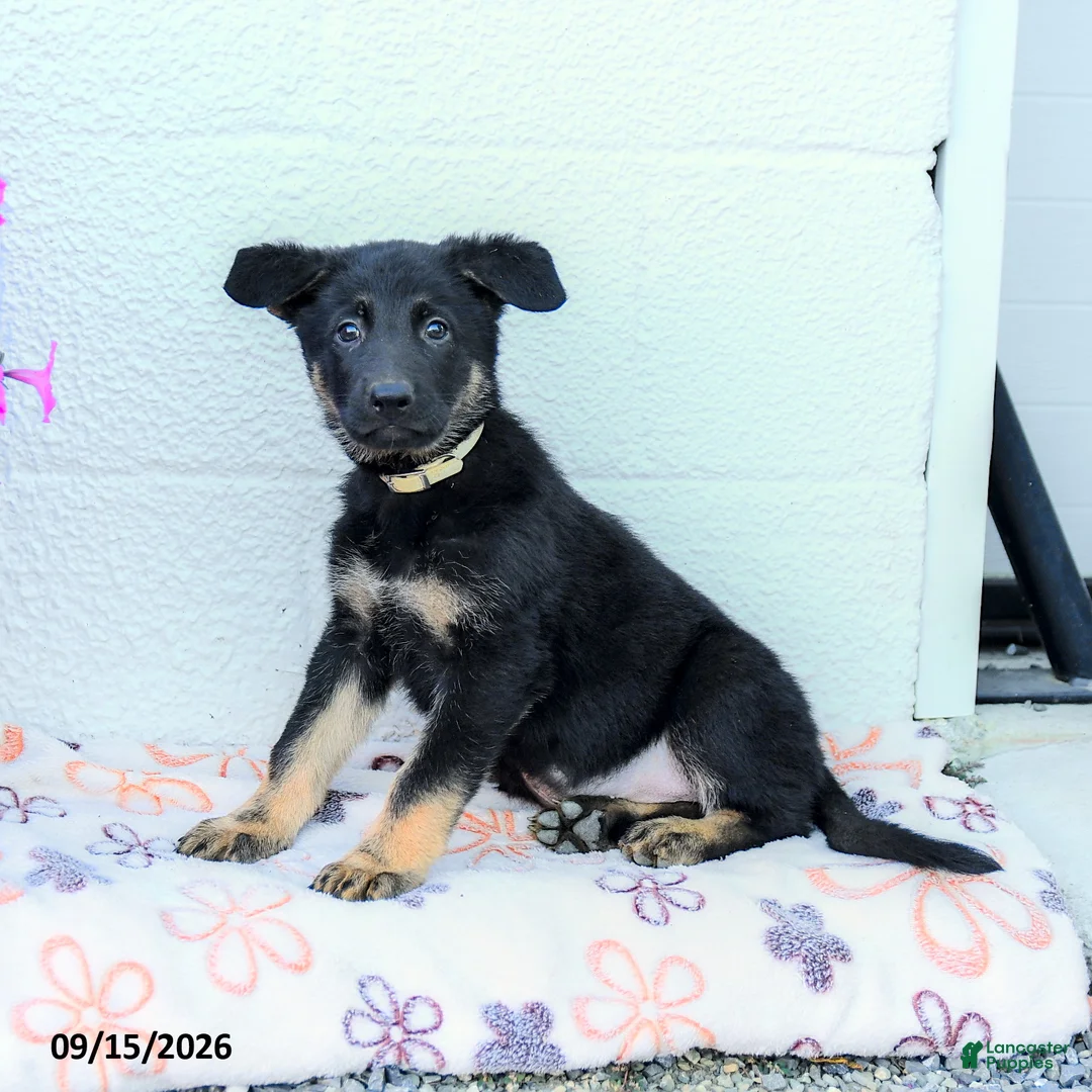 German Shepherd dogs for sale: August - Ad 1