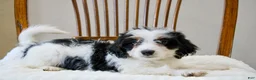 Mini Bernedoodle dogs for sale: Skye  - Ad 10