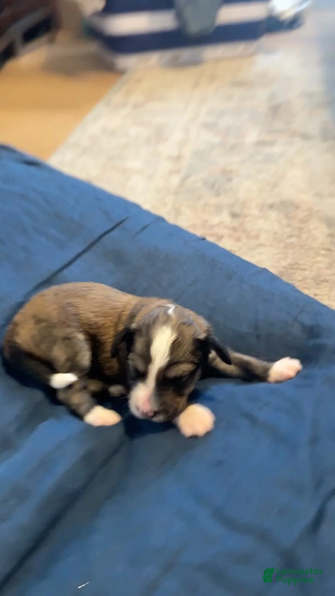 Bernedoodle dogs for sale: Jack - Ad 4