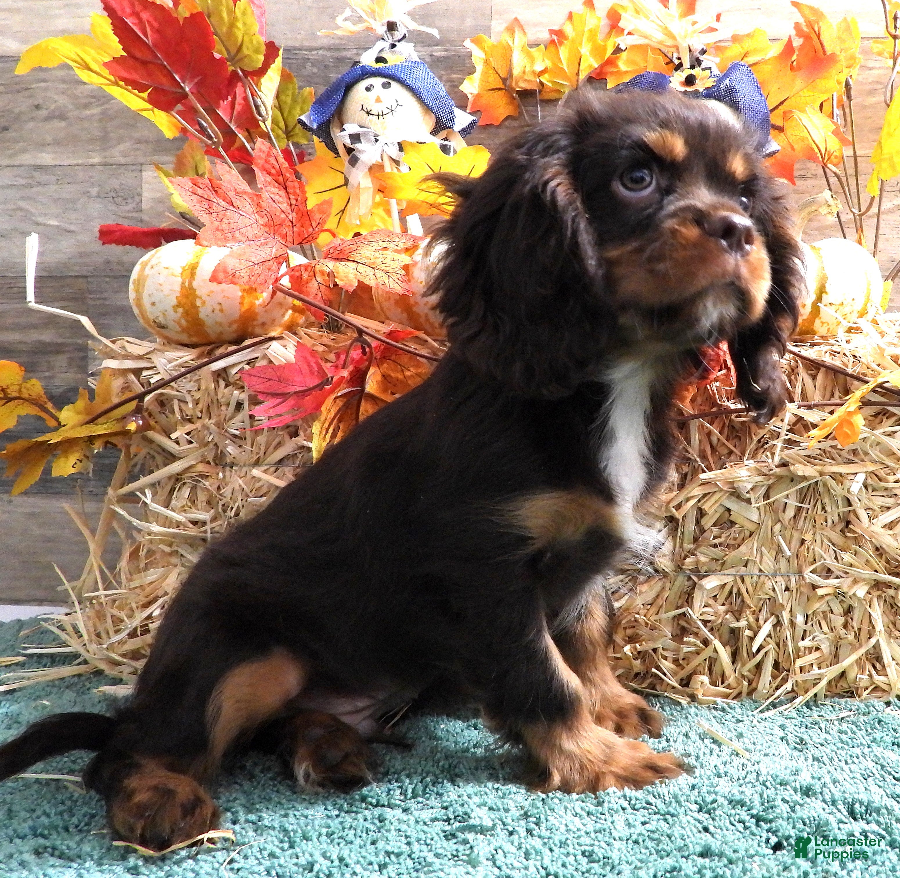 Cavalier King Charles Spaniel Puppies for sale in Kentucky