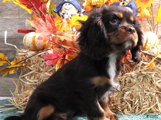 Cavalier King Charles Spaniel dogs - Ad 11