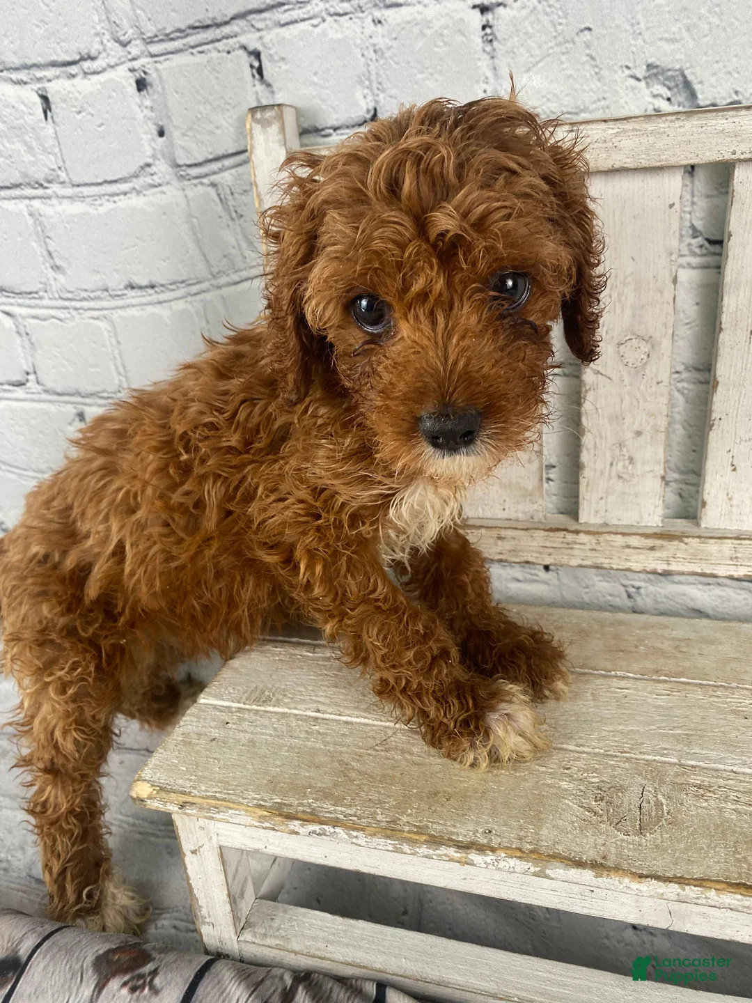 Cavapoo dogs for sale: Rosie - Ad 2