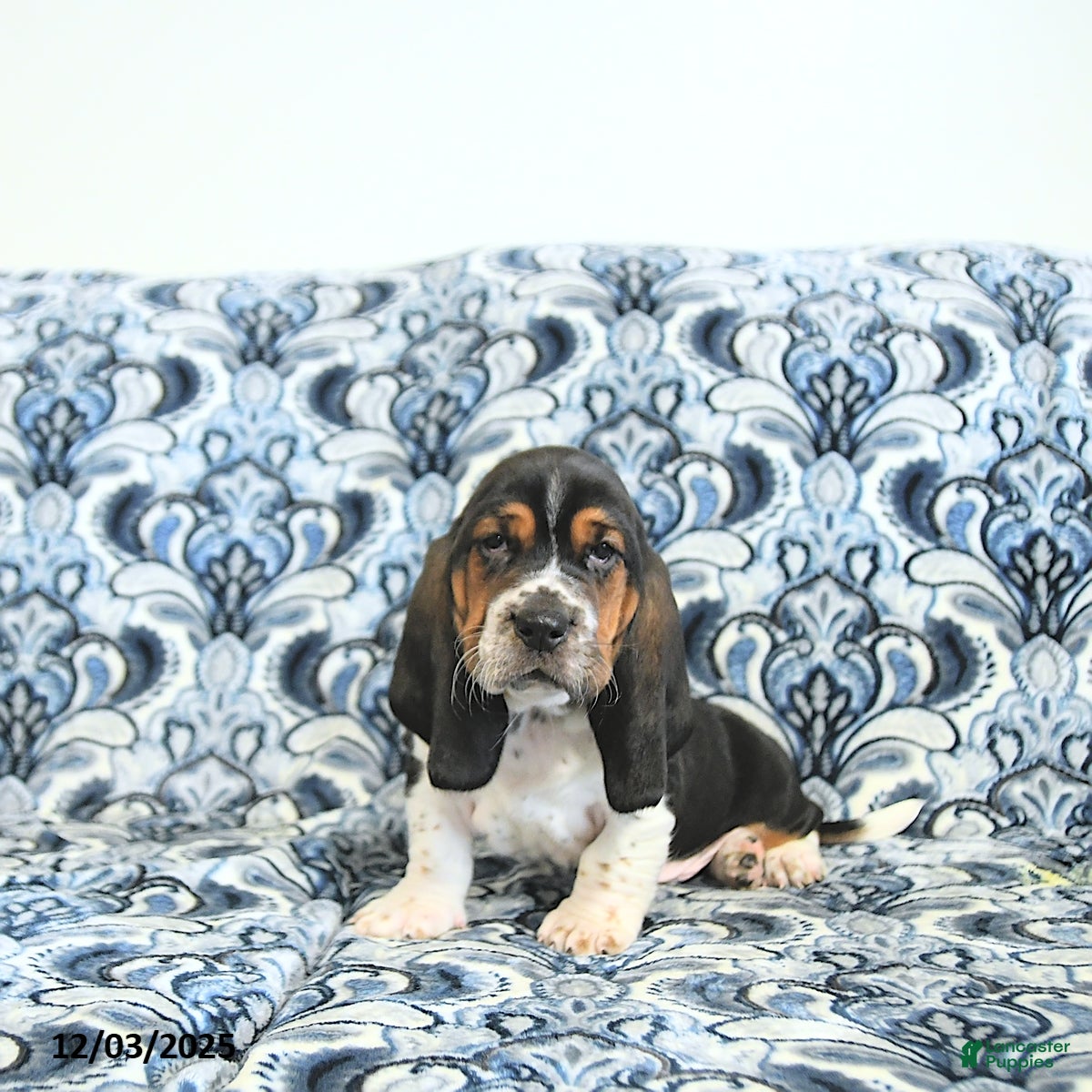Basset Hound dogs Pete - Ad 5