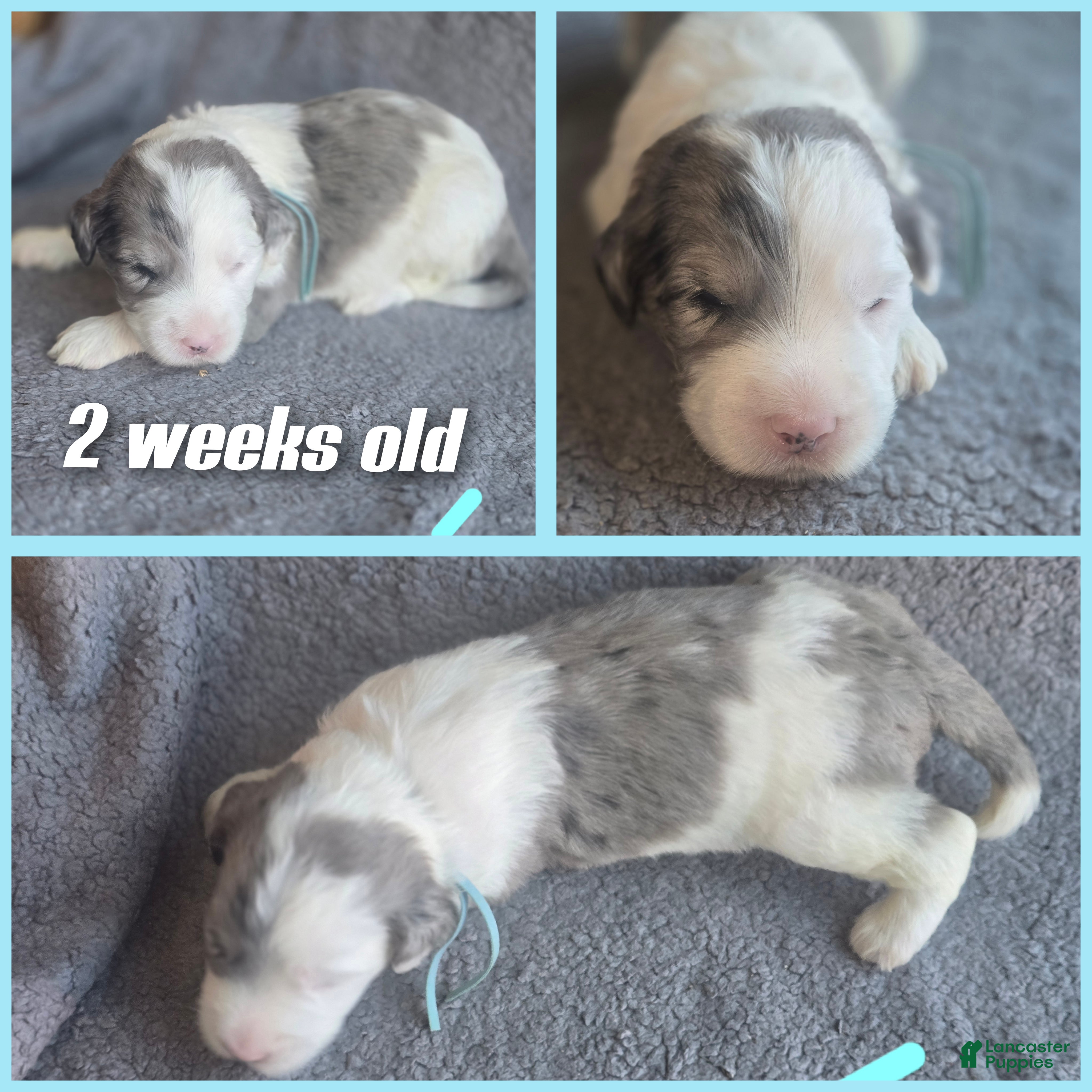 Sheepadoodle dogs Lotus- light blue collar - Ad 3