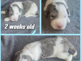 Sheepadoodle dogs Lotus- light blue collar - Ad 3