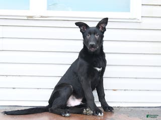 Mixed Breed dogs Otto - Ad 17