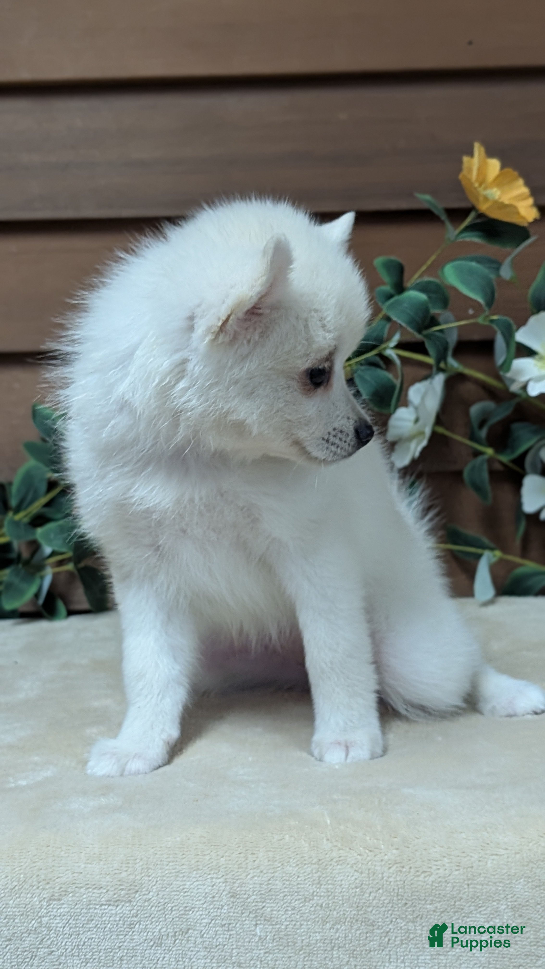 Pomsky dogs Penny - Ad 2