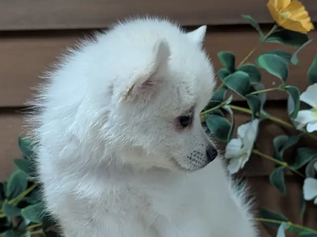 Pomsky dogs for sale: Penny - Ad 2