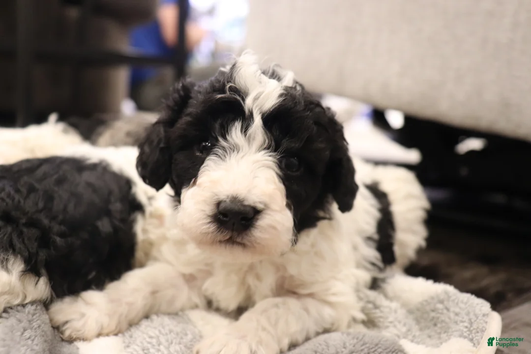 Miniature Poodle dogs for sale: Mabel - Ad 2