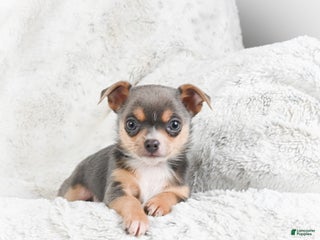 Chihuahua dogs Danny - Ad 29