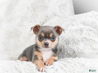 Chihuahua dogs Danny - Ad 13