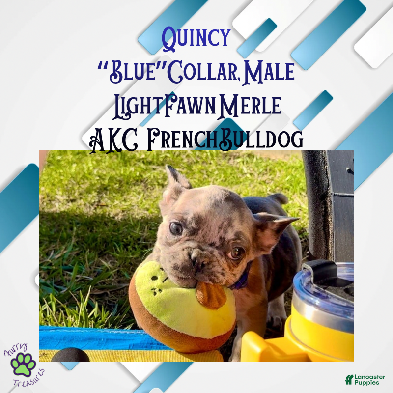 French Bulldog dogs Quincy “Blue” Collar, Male - Ad 6