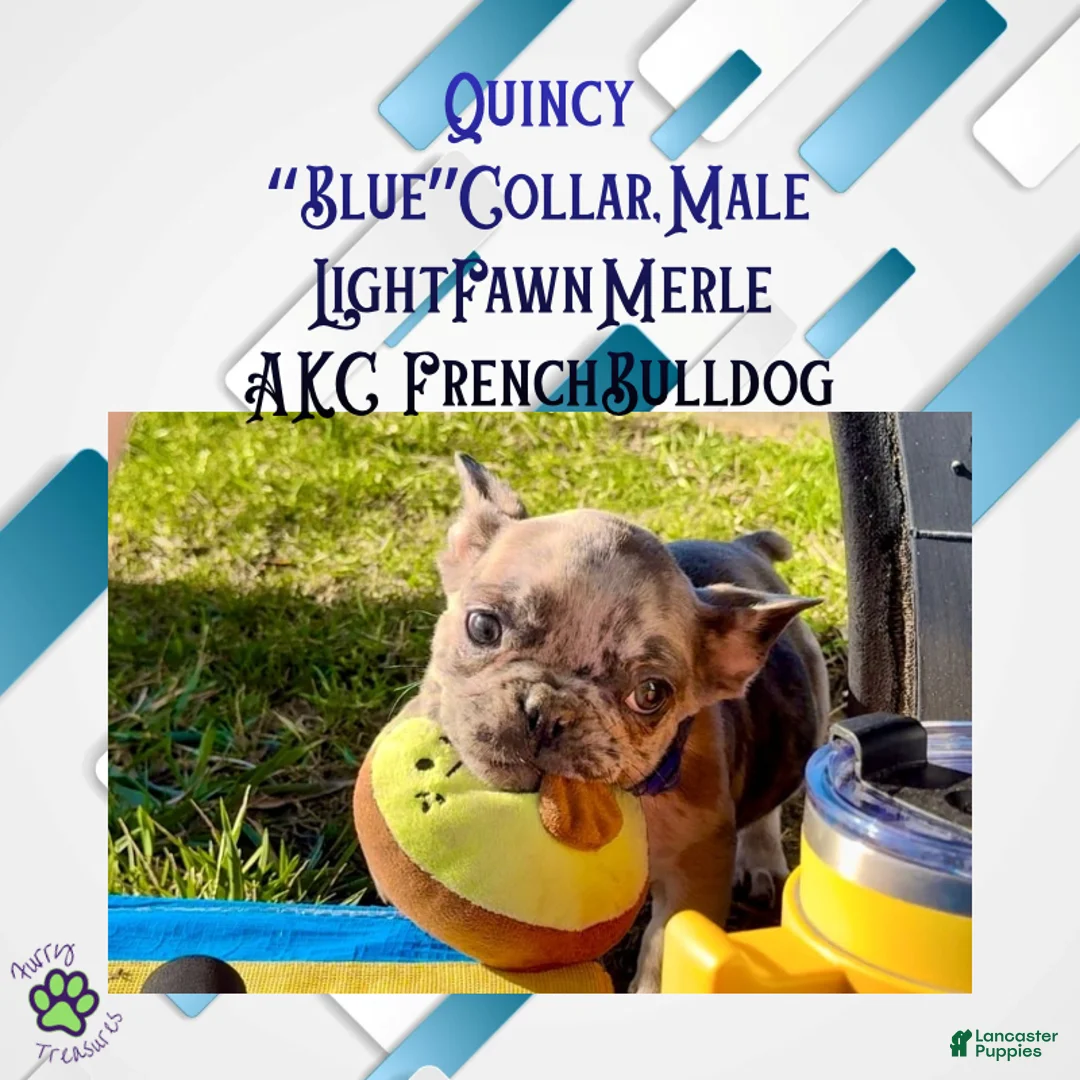 French Bulldog dogs for sale: Quincy “Blue” Collar, Male - Ad 1