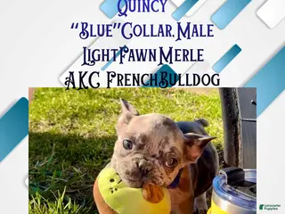 French Bulldog dogs Quincy “Blue” Collar, Male - Ad 6