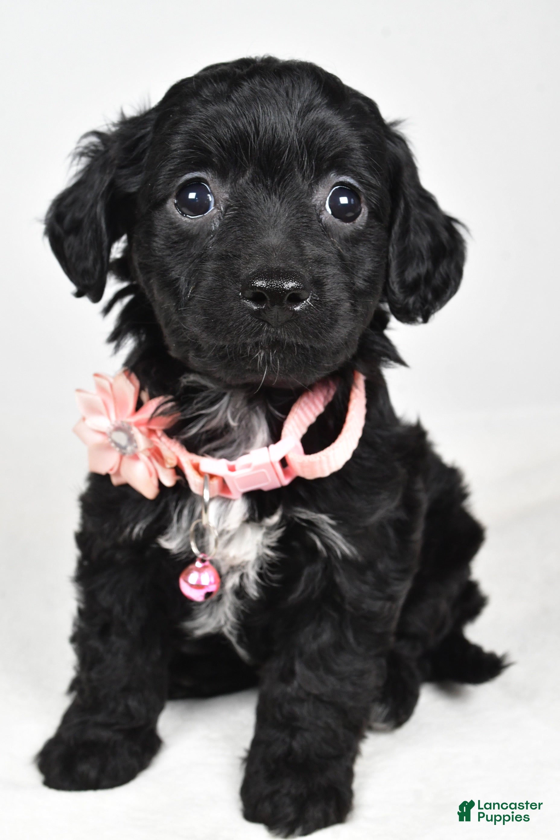 Cavapoo dogs Shelly - Ad 14