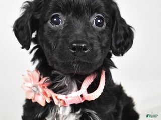 Cavapoo dogs Shelly - Ad 37