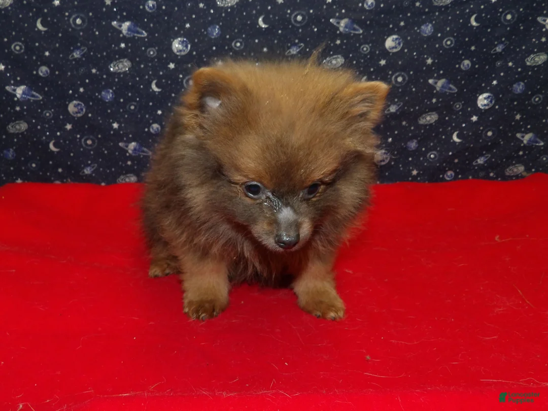 Pomeranian dogs for sale: Mac - Ad 5