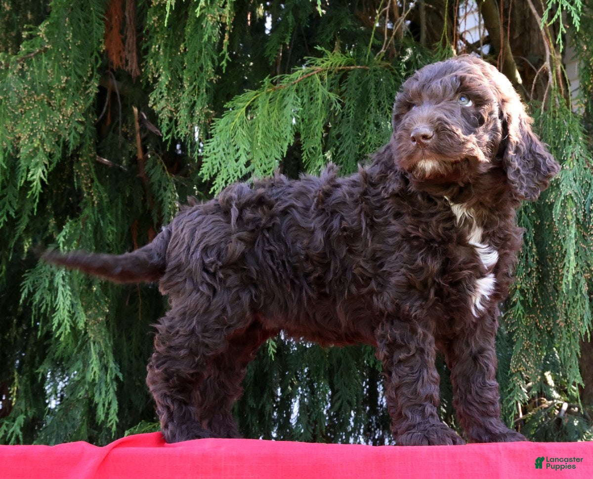 Newfypoo dogs Karl - Ad 2