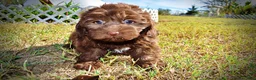 Havapoo dogs for sale: Pringles - Ad 11
