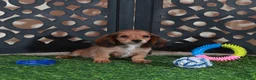 Miniature Dachshund dogs for sale: Smokey Handsome Mini ACA Dachshund - Ad 3