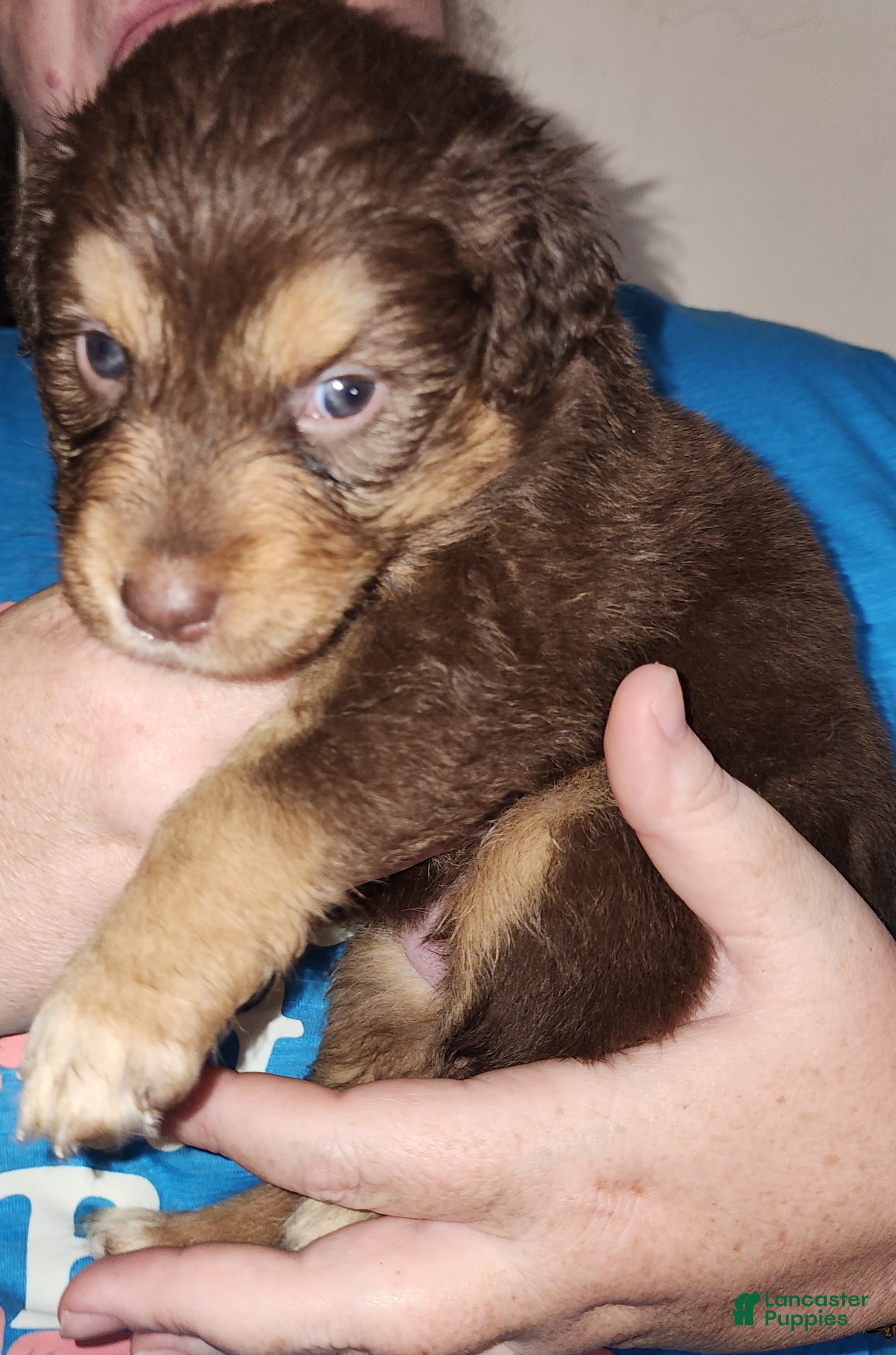 Australian Shepherd dogs Australian Shepherd Red Tri Female 2 - Ad 2