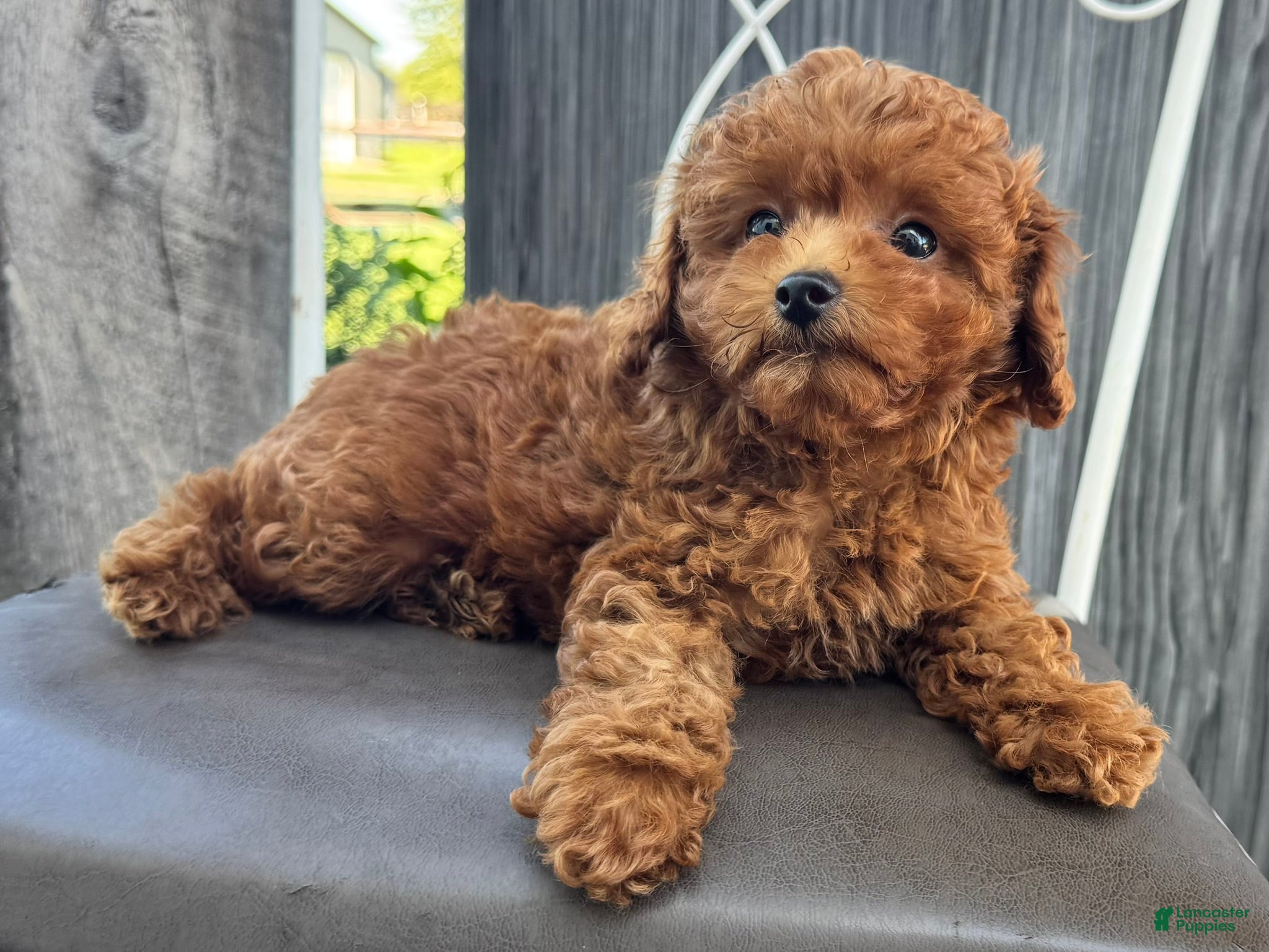 Miniature Poodle dogs Tank - Ad 2