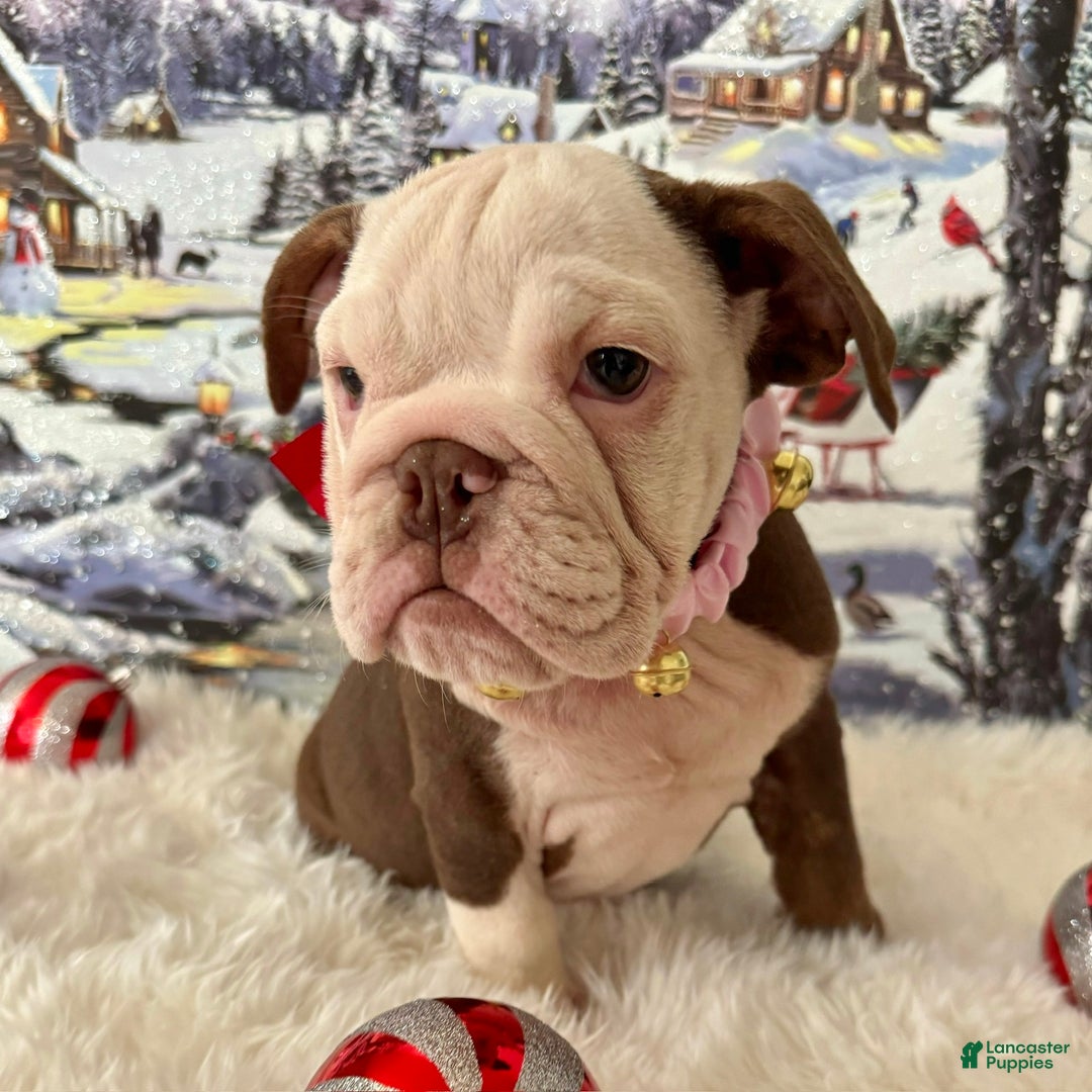 English Bulldog dogs for sale: Gala - Ad 3