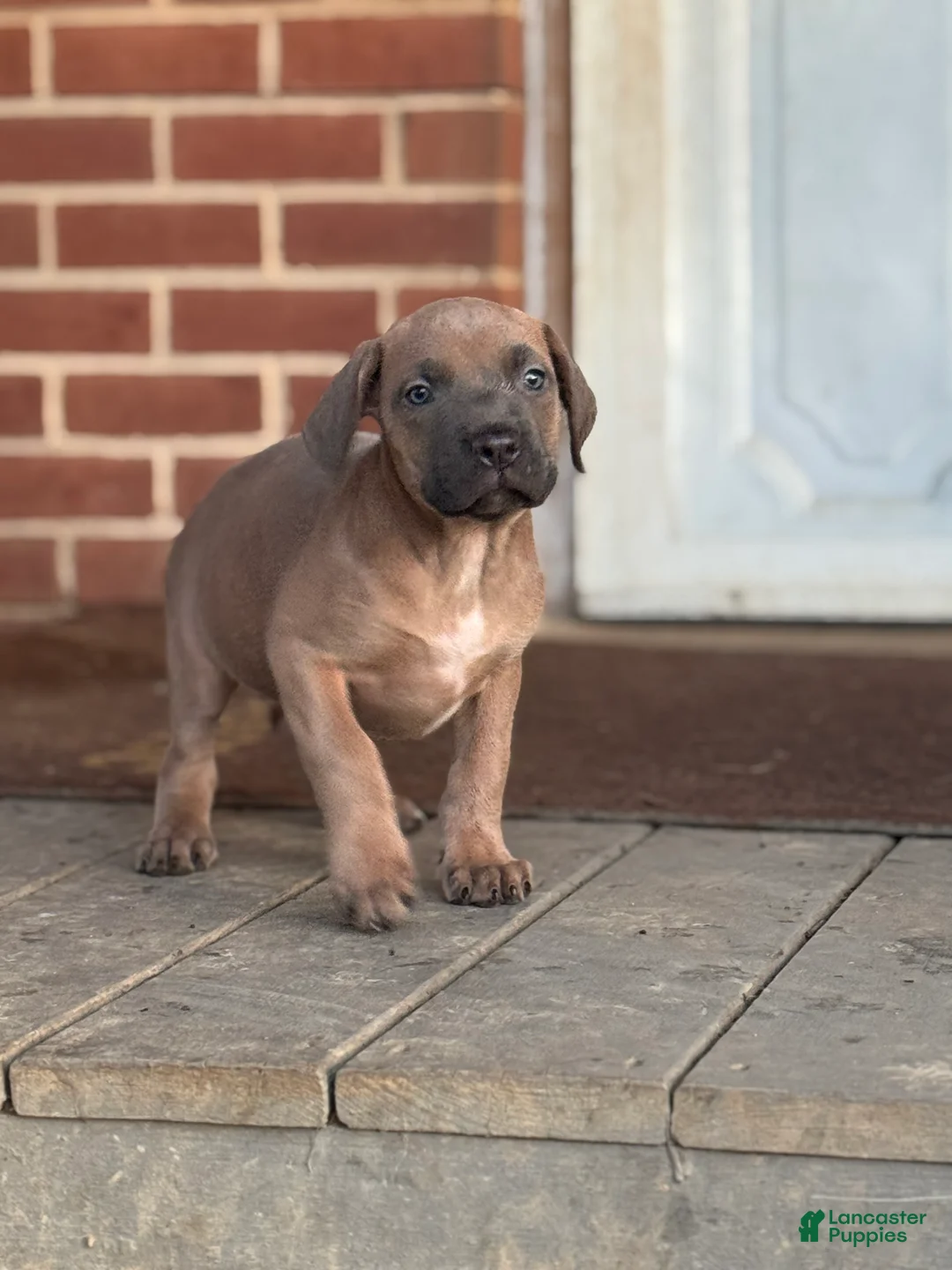 Cane Corso dogs for sale: Capri - Ad 3