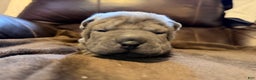 Shar Pei dogs for sale: Boo - Ad 1