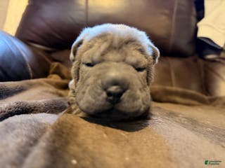 Shar Pei dogs Boo - Ad 12