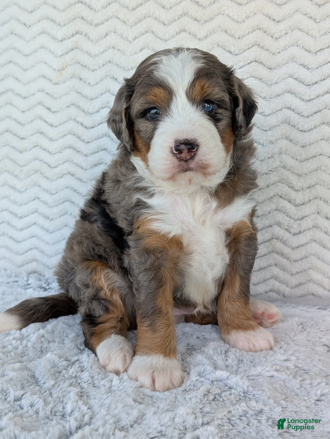 Mini Bernedoodle dogs for sale: Mini Bluey - Ad 2