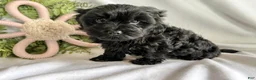 Yorkiepoo dogs for sale: Midnight - Ad 4