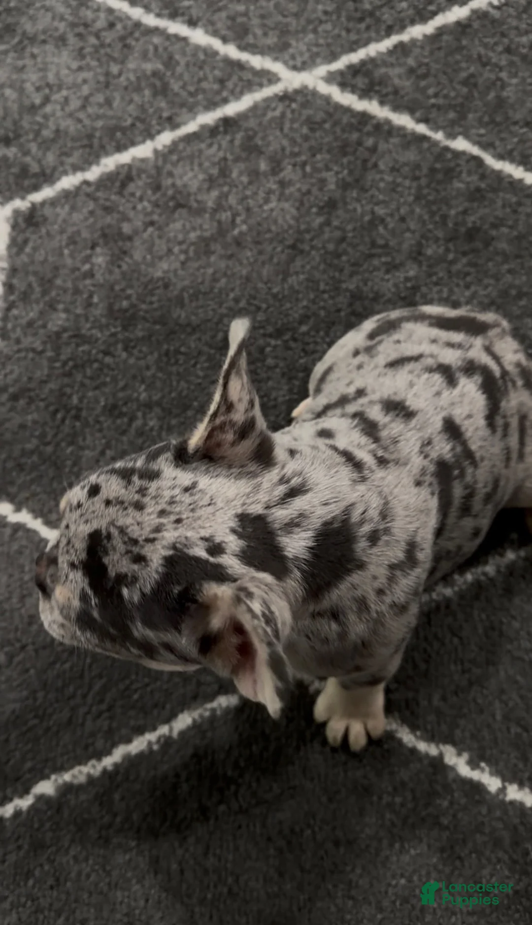 French Bulldog dogs for sale: Bean - Ad 4