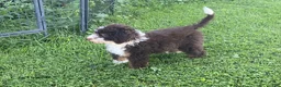 Mini Bernedoodle dogs for sale: Kora - Ad 2