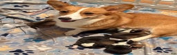 Welsh Corgi Pembroke dogs for sale: Jacob - Ad 3